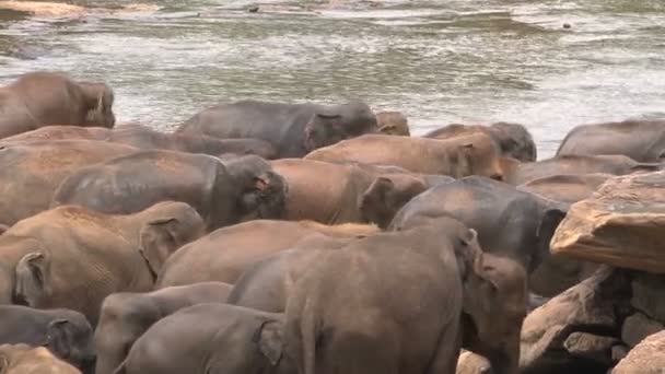 Elefantes bañándose en el río — Vídeo de stock