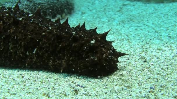 Costa Brava, mar Mediterrâneo de mergulho — Vídeo de Stock