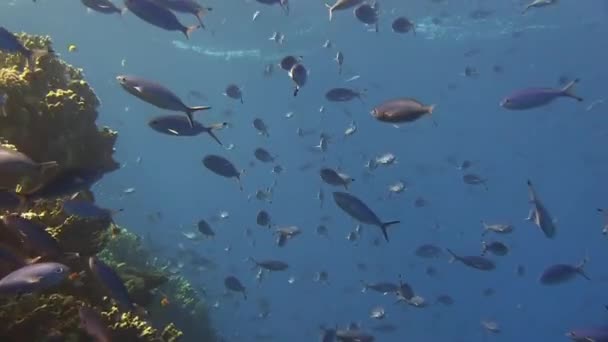 Школа рыб, купающихся в голубой воде — стоковое видео