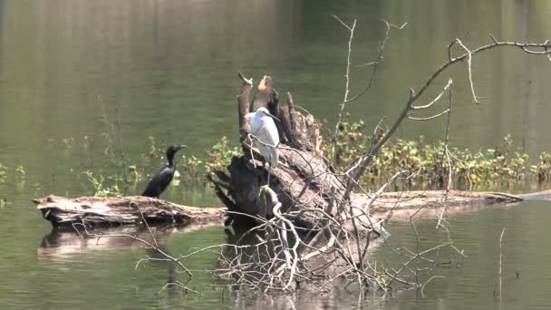 在水中的树上的鸟的镜头 — 图库视频影像