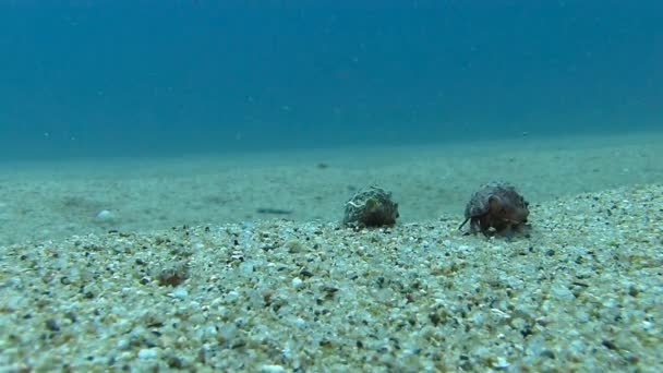 Hermit crabs in Mediterranean sea — Stock Video