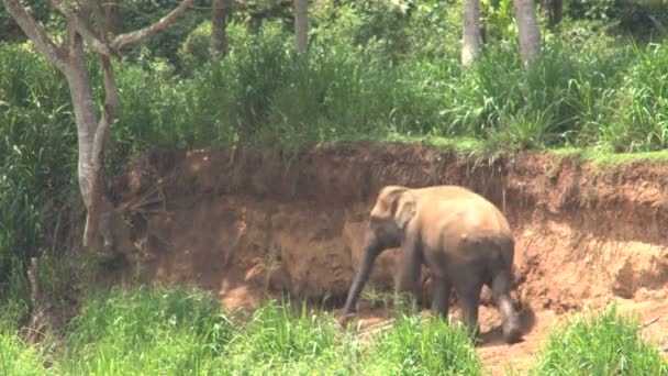 Elefante hermoso grande — Vídeo de stock