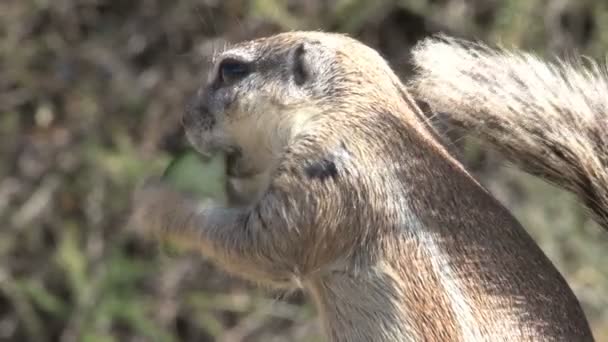 Groundhog em seu habitat natural — Vídeo de Stock