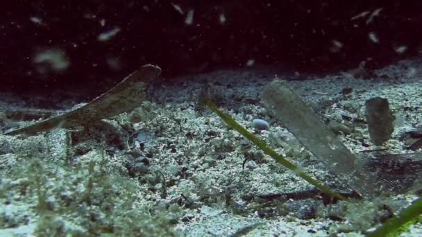 Costa Brava, buceo Mar Mediterráneo — Vídeo de stock