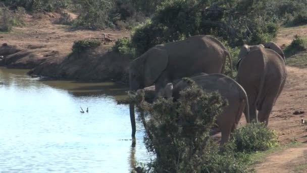 Södra afrikanska elefanter — Stockvideo