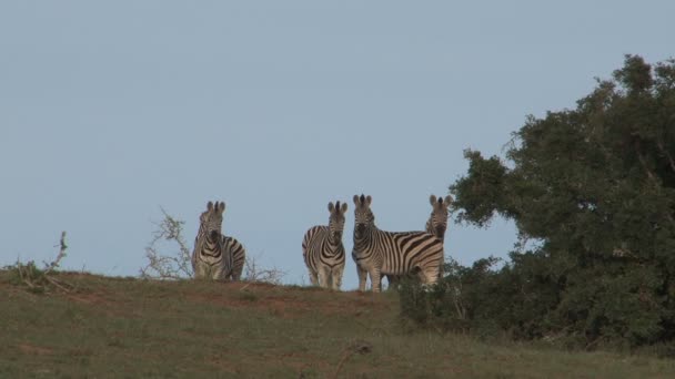 Zebra's grazen in groene savannah — Stockvideo