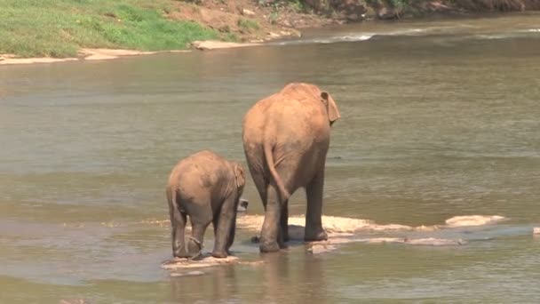 Elephants taking bath in river — Stock Video