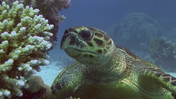 Черепаха ест твердые кораллы — стоковое видео