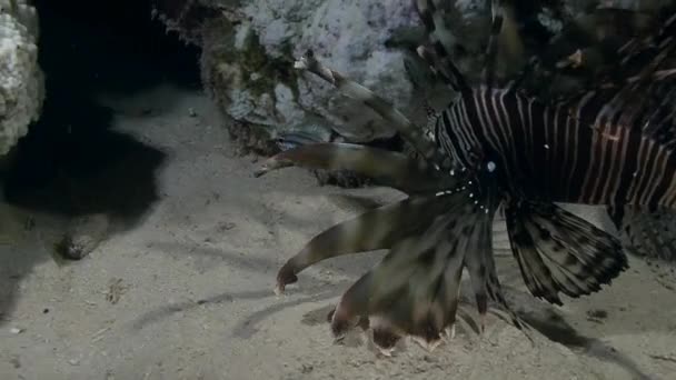 Gestreepte Lionfish jacht in zee — Stockvideo