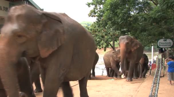 Grande elefante bonito — Vídeo de Stock