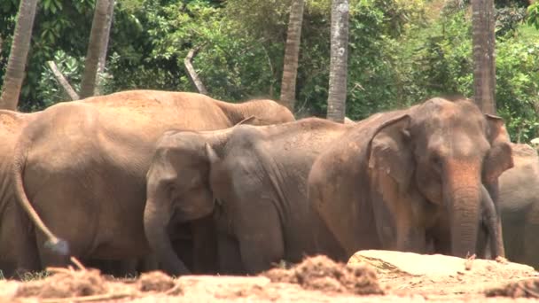 Pinnawela elefánt-árvaház — Stock videók