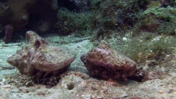 Caranguejos eremita no fundo arenoso — Vídeo de Stock