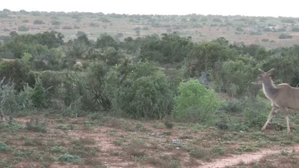 Wildtiere in Südafrika — Stockvideo