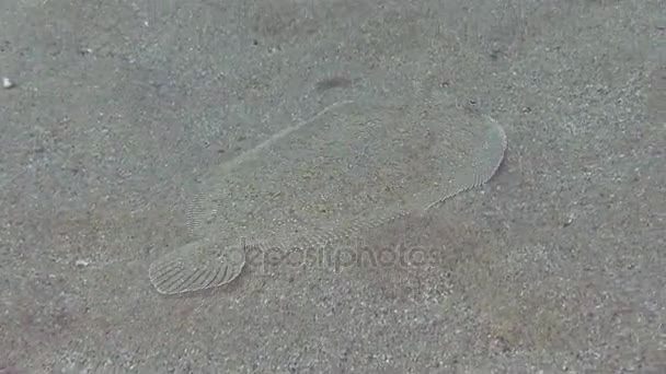 Common sole in Mediterranean sea — Stock Video