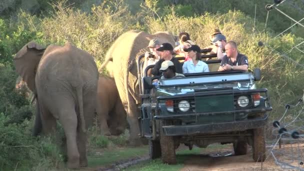 Elephants safari in South Africa