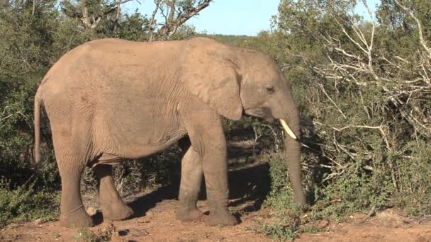 Слон ест листья деревьев — стоковое видео