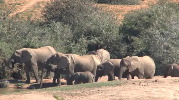 Sekelompok gajah yang indah — Stok Video