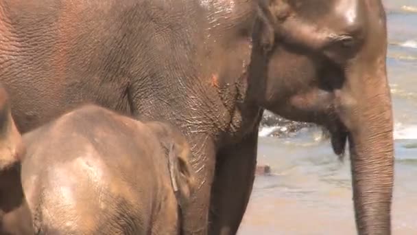 Elephants taking bath in river — Stock Video