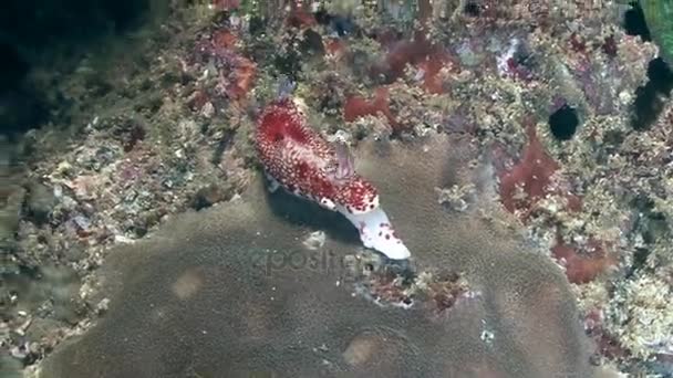 Nudibranch, mergulho no mar da Arábia — Vídeo de Stock