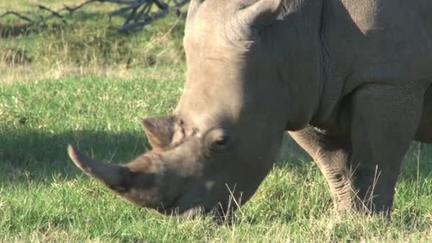 Rhino eten van gras — Stockvideo