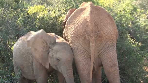 Elefantes sudafricanos — Vídeo de stock