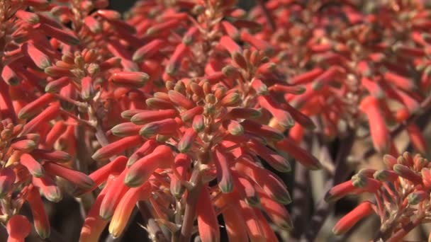 Close-up van tuin bloemen — Stockvideo