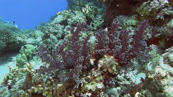 Corais macios se movendo em ondas — Vídeo de Stock