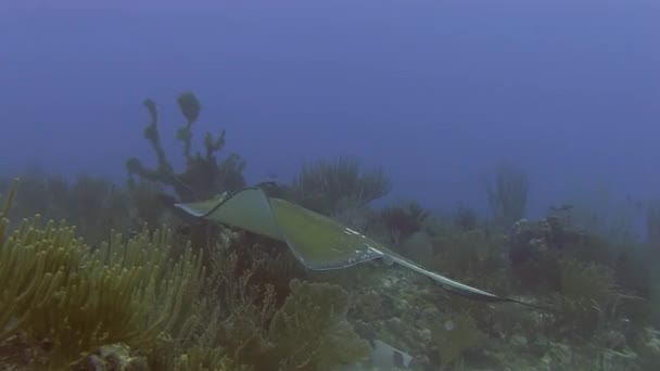 黄貂鱼游过礁 — 图库视频影像