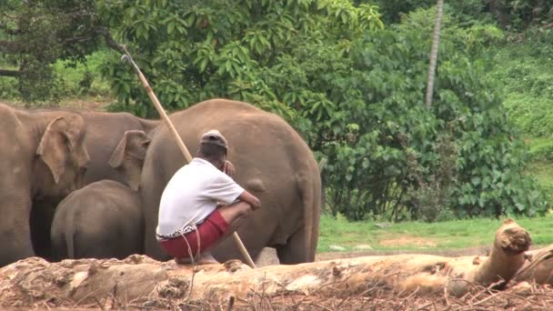 Pinnawela sierociniec słoni — Wideo stockowe