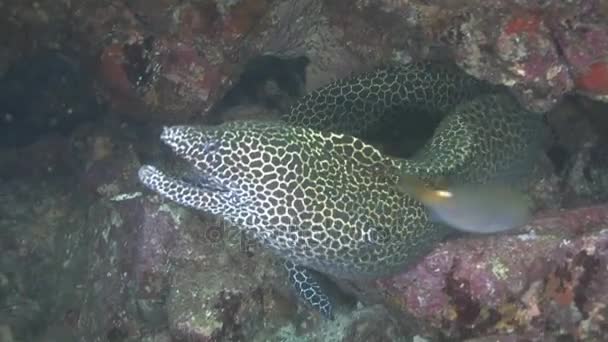 Omã, mergulhando no mar Arábico — Vídeo de Stock