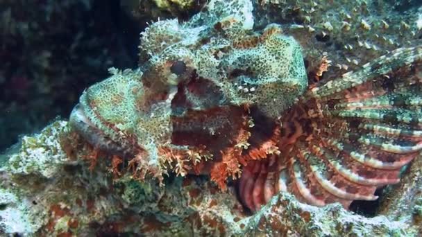 Красный Scorpionfish лежа на твердых кораллах — стоковое видео