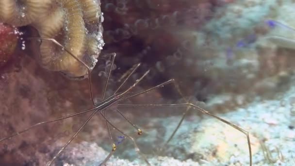 Spinnenkrabbe in der Karibik — Stockvideo