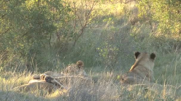 Grupo de leones salvajes — Vídeos de Stock