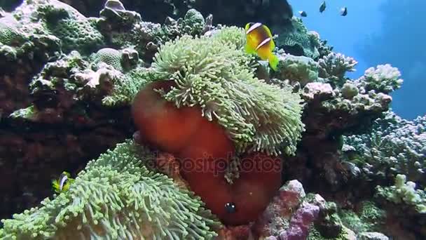 Peixes-anêmona brilhantes escondidos em coral — Vídeo de Stock