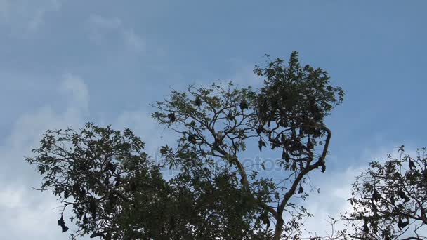 Murciélagos colgando del árbol — Vídeos de Stock