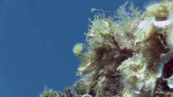 Λευκό Seahorse στη Μεσόγειο θάλασσα — Αρχείο Βίντεο