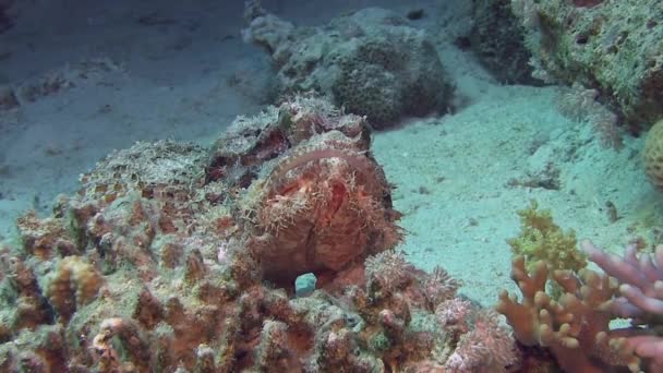 Czerwony Scorpionfish, Układanie na dno morza — Wideo stockowe