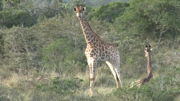 两个野生长颈鹿 — 图库视频影像