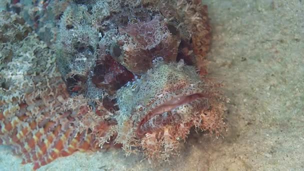Pez escorpión rojo tendido en el fondo del mar — Vídeo de stock