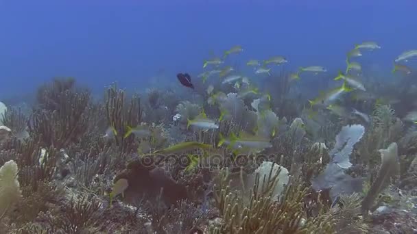 Yellowtail snappers in zee — Stockvideo