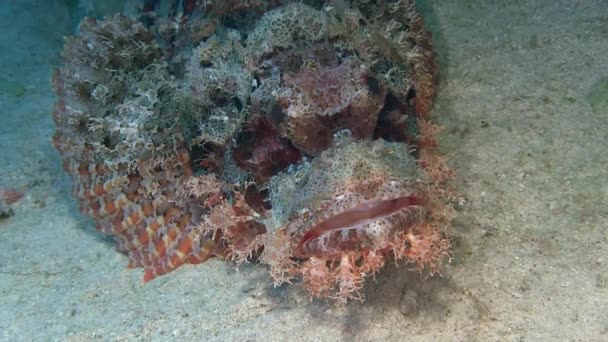 Красный Scorpionfish лежа на дне моря — стоковое видео