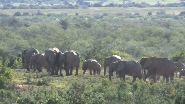 Szép elefánt csoport — Stock videók