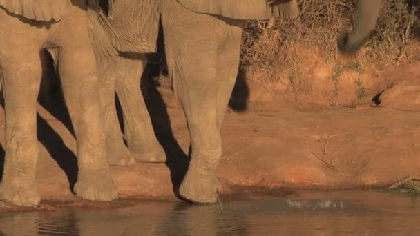 Південноафриканський слони — стокове відео