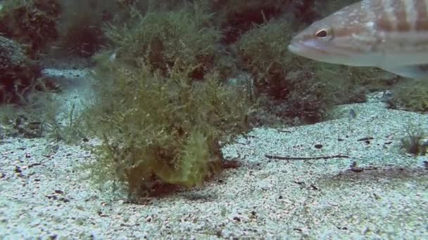 Seahorse onbottom i sand — Stockvideo