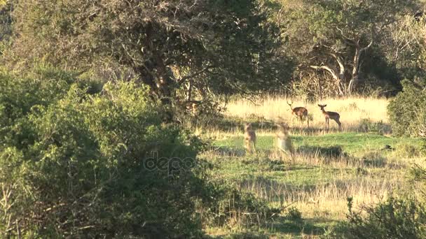 Groupe de cerfs sauvages 