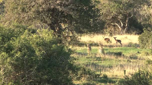 Gruppe von Wildhirschen — Stockvideo