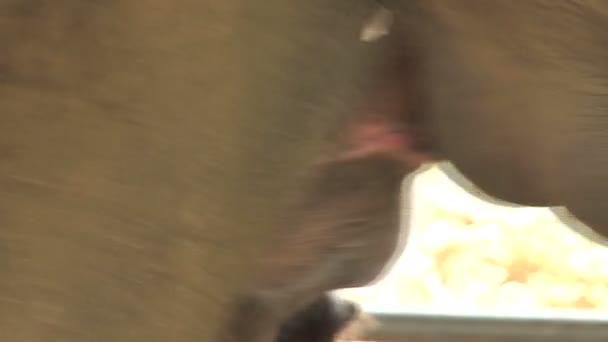 Детский дом слонов Пиннавелы — стоковое видео