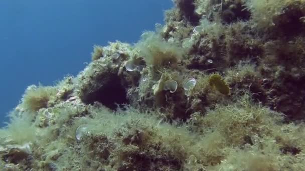 Costa Brava, diving Mediterranean sea — Stock Video