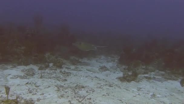 Ikan pari berenang melintasi karang — Stok Video