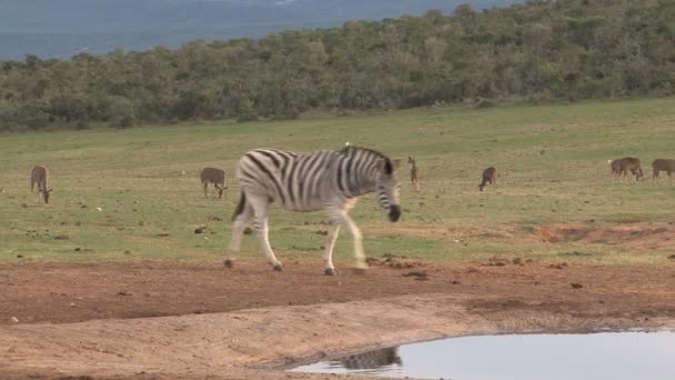 Зебра, пасущаяся в зеленой саванне — стоковое видео